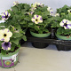 Petunia Blueberry Sky GM P12