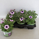Petunia Blue Vein GM P12