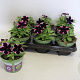 Petunia Cosmic pink GM P12