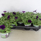 Petunia Dark Blue GM P12