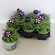 Petunia Lucky Lilac GM P12