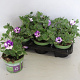 Petunia NightSky GM P12