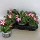 Petunia Pink Hearts GM P12