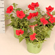 Petunia Red GM P12