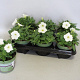 Petunia White GM P12