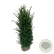 Taxus baccata 100-120 cm met kluit