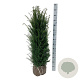 Taxus baccata 100-120 cm met kluit