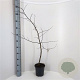 Carpinus betulus 80-100 cm 3,0L