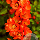 Chaenomeles j. 'Sargentii' 125-150 cm 20L 3 stok