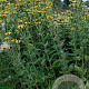 Rudbeckia subt. 'Little Henry' GM P9