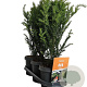 Taxus baccata 50-60 cm 3,0L