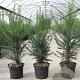 Taxus baccata 50-60 cm 3,0L