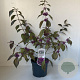 Callicarpa bod. 'Profusion' 40-50 cm 3,0L