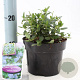 Ceanothus griseus 'Yankee Point' 25-30 cm 2,0L