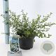 Ceanothus thyrsiflorus repens 25-30 cm 2,0L