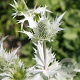 Eryngium giganteum 'Silver Ghost' GM P9
