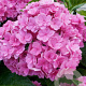 Hydrangea m. Together GM 3,0L leverbaar