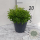 Iberis sempervirens GM 2,0L