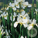 Iris sib. 'Snow Queen' GM P9
