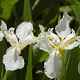 Iris sib. 'Snow Queen' GM P9