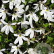 Isotoma fluviatilis 'Alba' GM P9