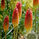 Kniphofia 'Alcazar' GM  P11