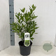 Laurus nobilis 35-40 cm 3,0L