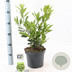 Laurus nobilis 35-40 cm 3,0L