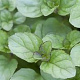 Mentha rot. 'Eau de Cologne' GM P9