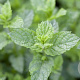 Mentha spicata 'Carmagnola' GM P9