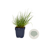 Panicum virgatum 'Northwind' GM  P11