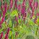 Persicaria a. 'Amethyst Summer' GM P9