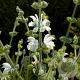 Salvia argentea GM P9