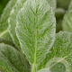 Salvia argentea GM P9