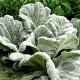 Salvia argentea GM P9