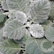 Salvia argentea GM P9