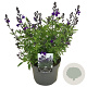 Salvia gr. Mirage Blue GM  P11