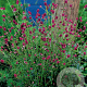 Sanguisorba o. 'Tanna' GM P9