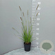 Sesleria autumnalis GM 2,0L