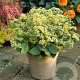 Sedum 'Sunkissed' GM P9