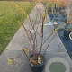 Stachyurus praecox 100-125 cm 20L