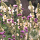 Verbascum 'Spica' GM P9