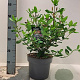 Viburnum tin. 'Gwenllian' 30-40 cm 5,0L