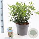 Viburnum tin. 'Gwenllian' 30-40 cm 5,0L