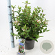 Viburnum tin. 'Gwenllian' 30-40 cm 5,0L