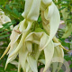 Clianthus puniceus 'White Heron' 175-200 cm 20L 3 stok