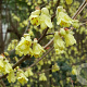 Corylopsis pauciflora 100-125 cm 20L