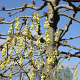 Corylopsis spicata 200-250 cm cont. 110L