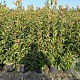Photinia fraseri 'Red Robin' 80-100 cm 9L