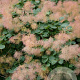 Cotinus coggygria 200-250 cm 50L